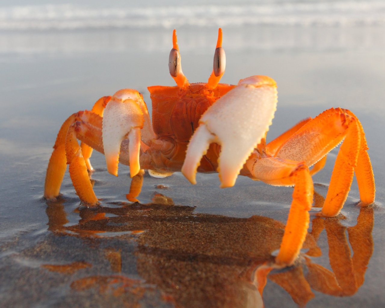 Оранжевый краб на мелководье