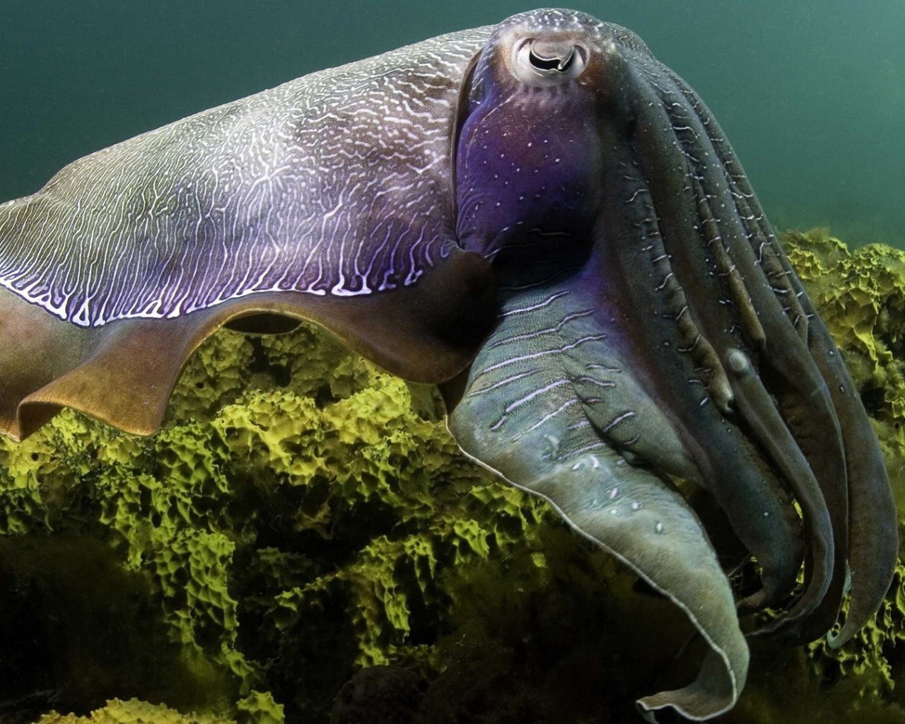 Кальмар над рифом