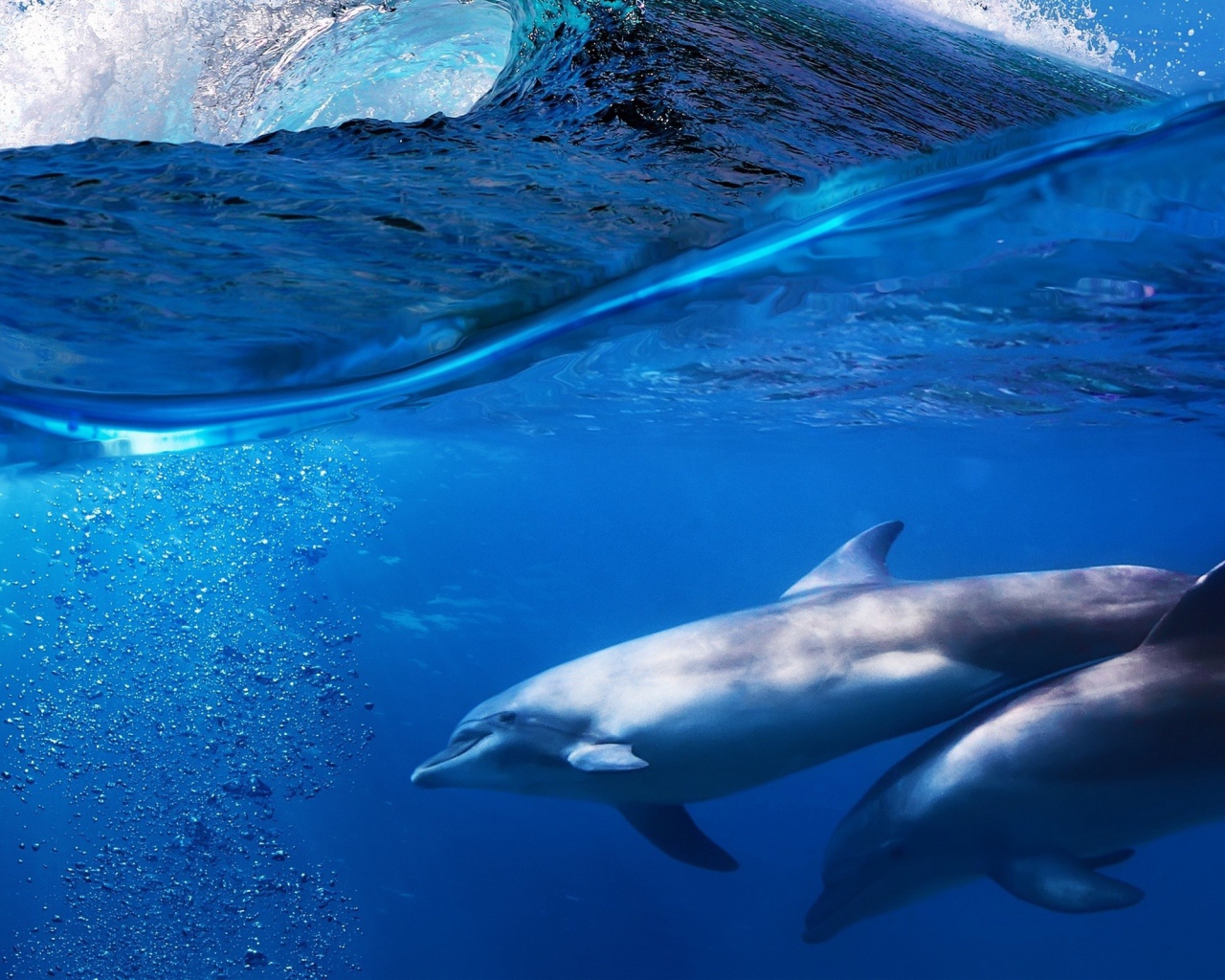 Пара дельфинов под водой