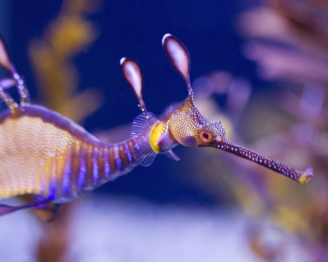 Фото прозрачного морского конька