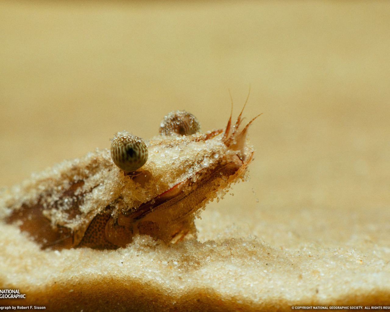 Портрет креветки