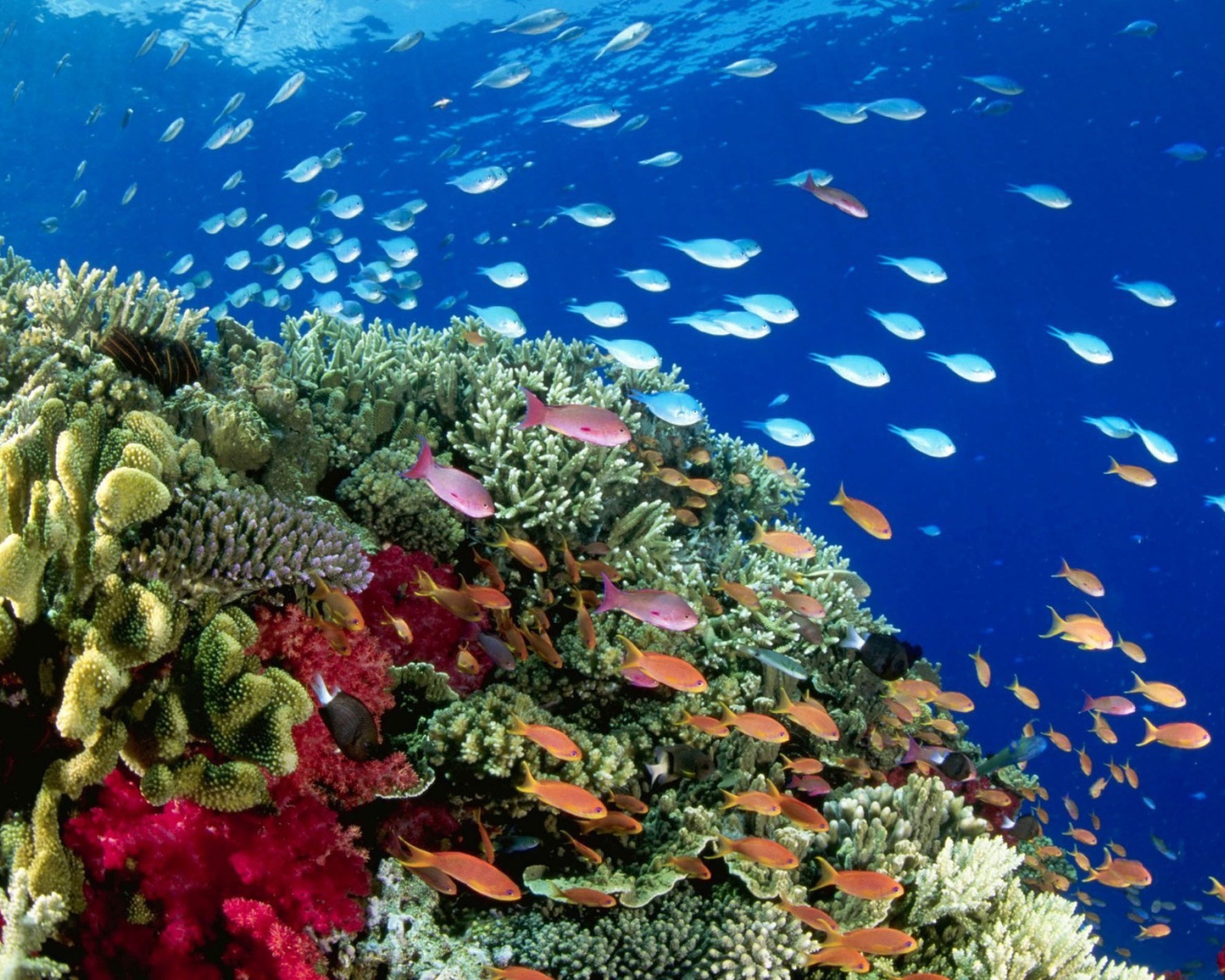 Стаи рыб на коралловом рифе