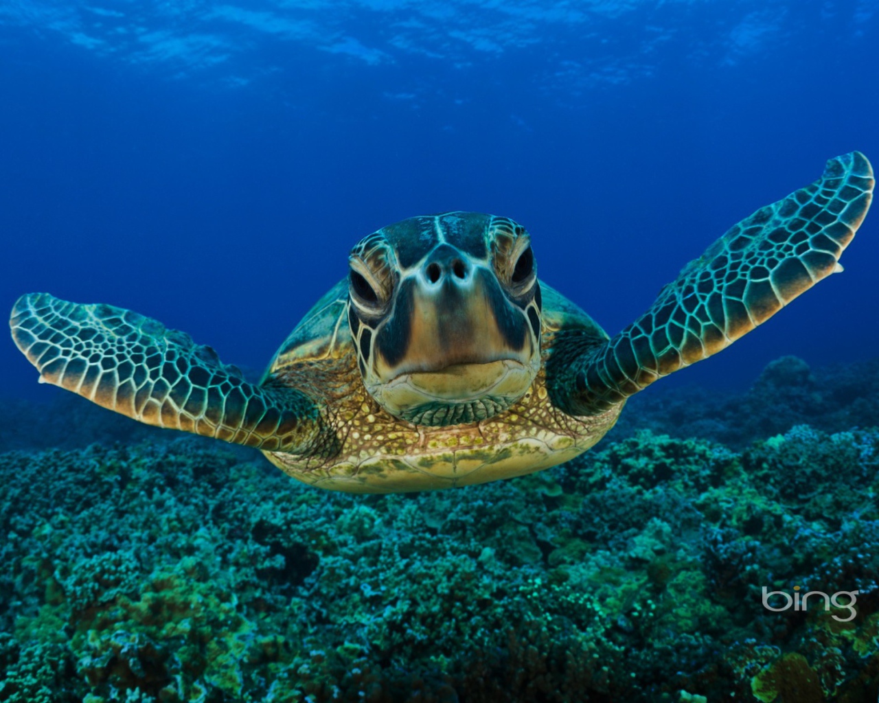 Морская черепаха плывет под водой