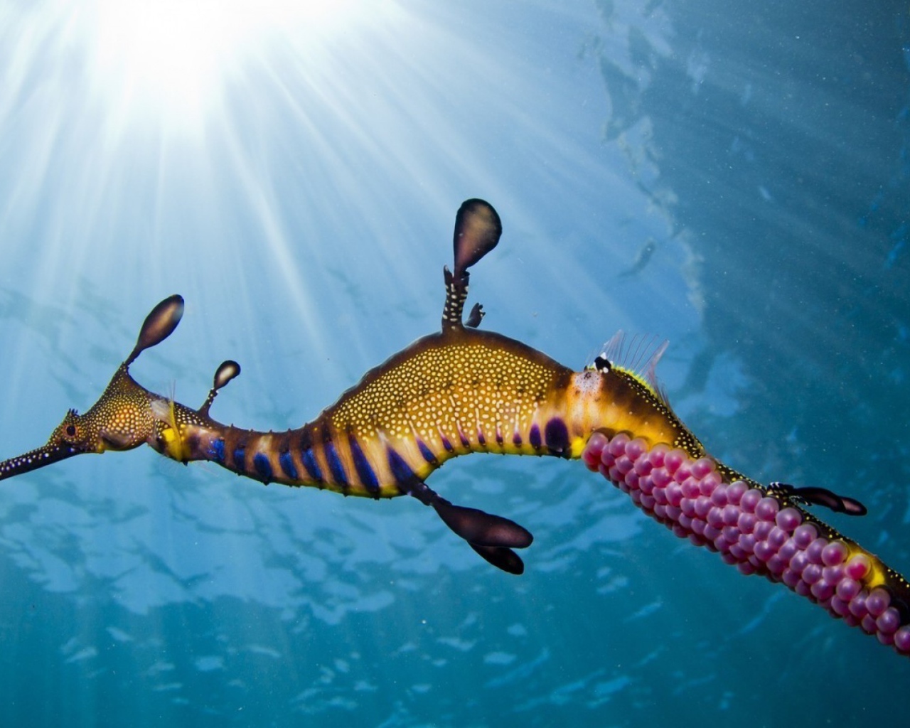 Морской конек с розовой икрой