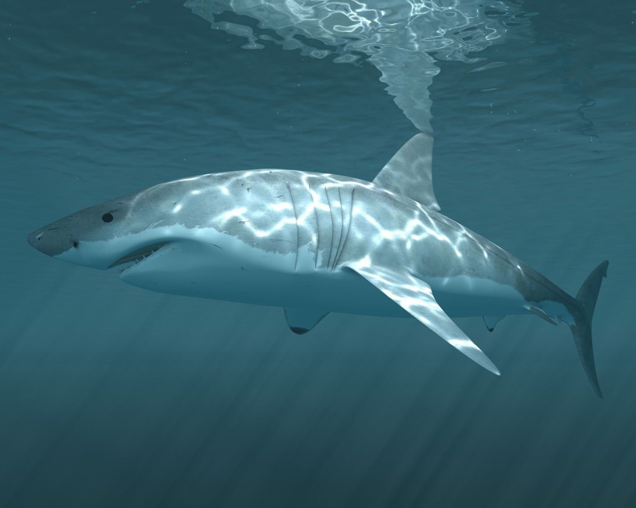 Акула у поверхности водоема