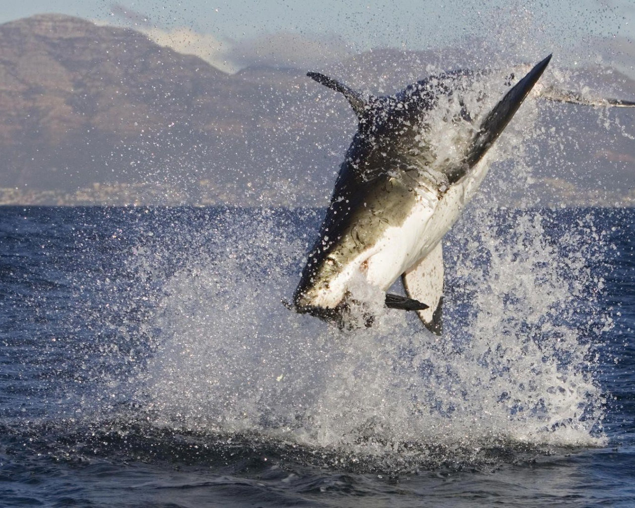 Акула в брызгах  воды