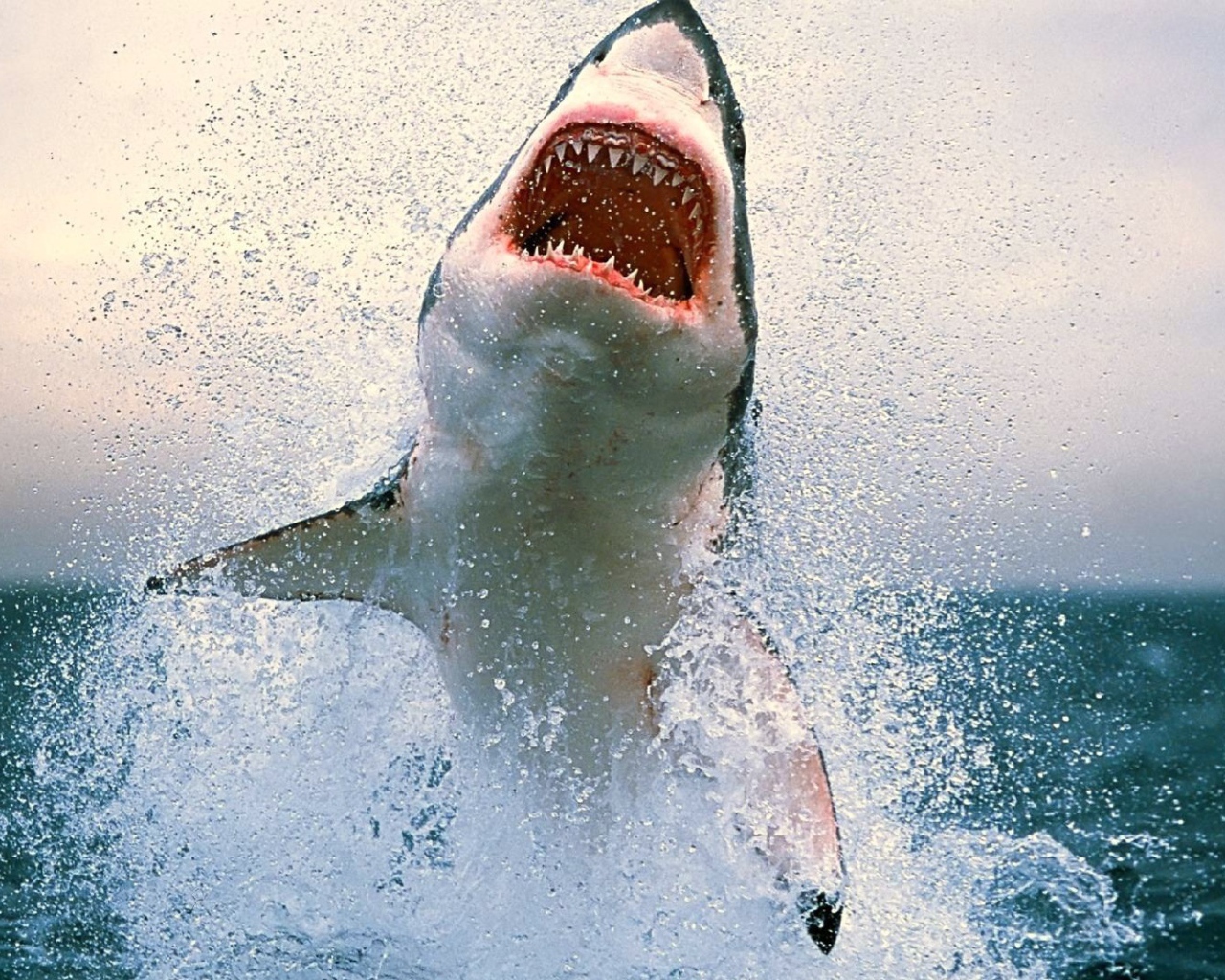 Акула выпрыгнула из воды