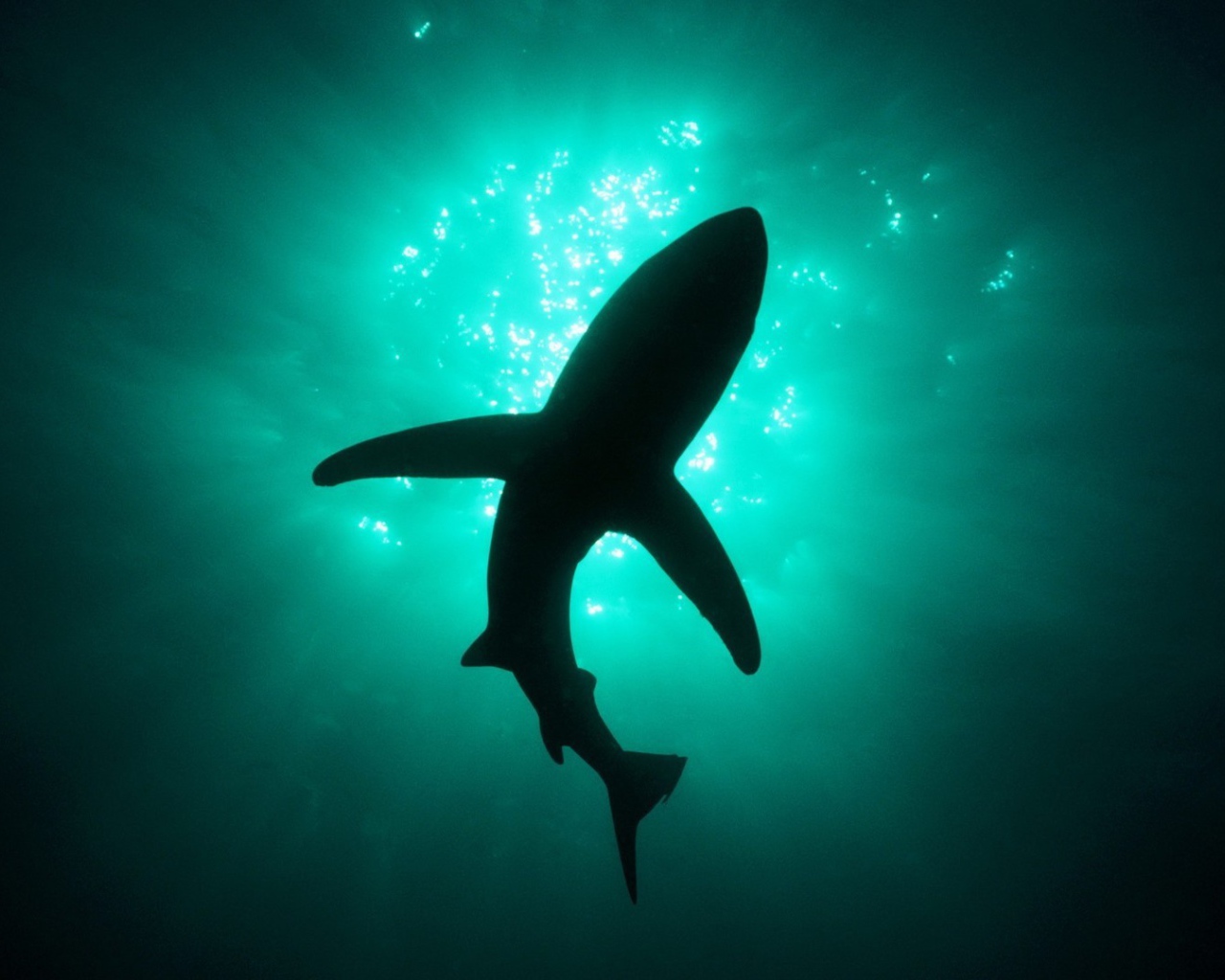 Силуэт акулы под водой