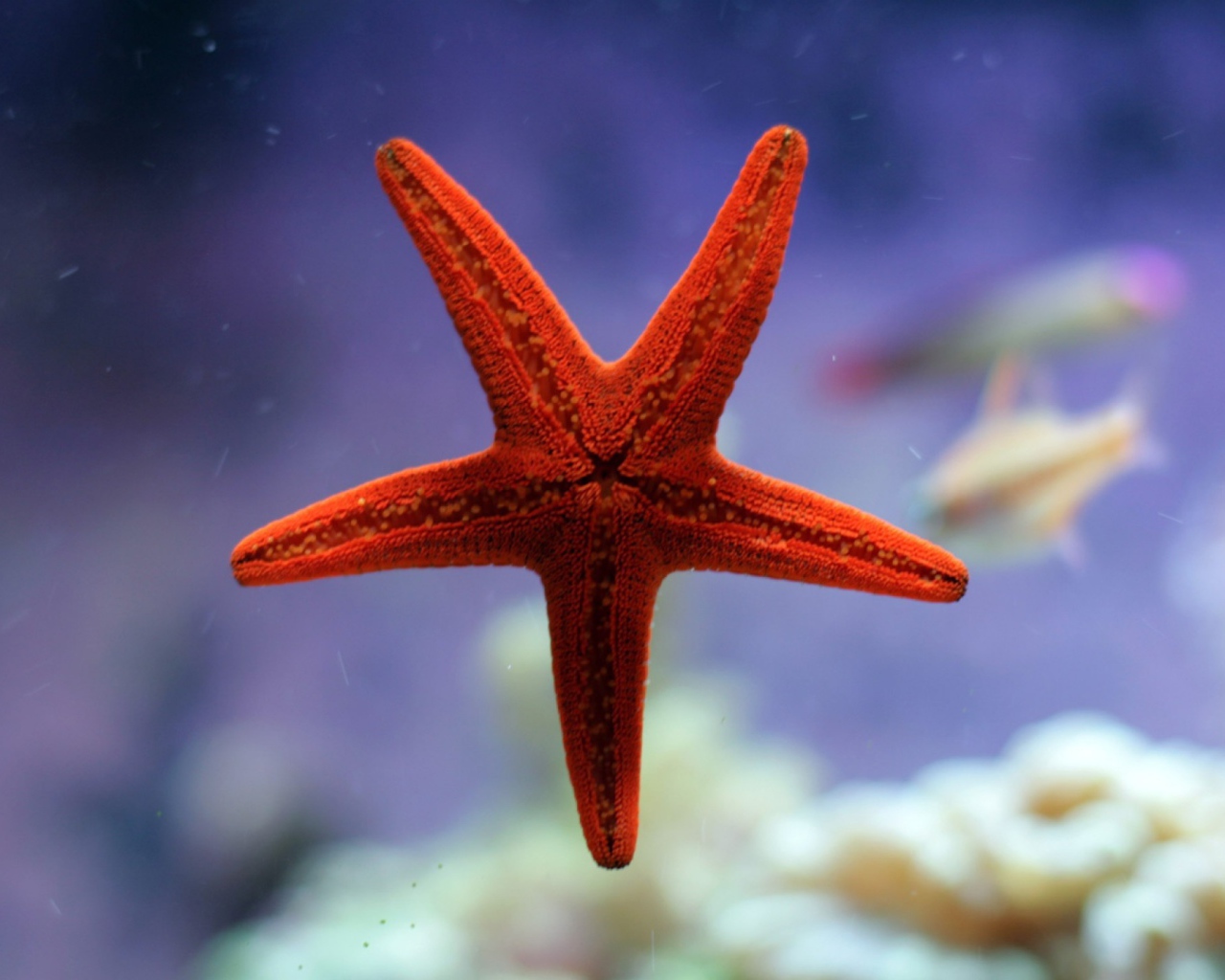 Небольшая морская звезда красного цвета