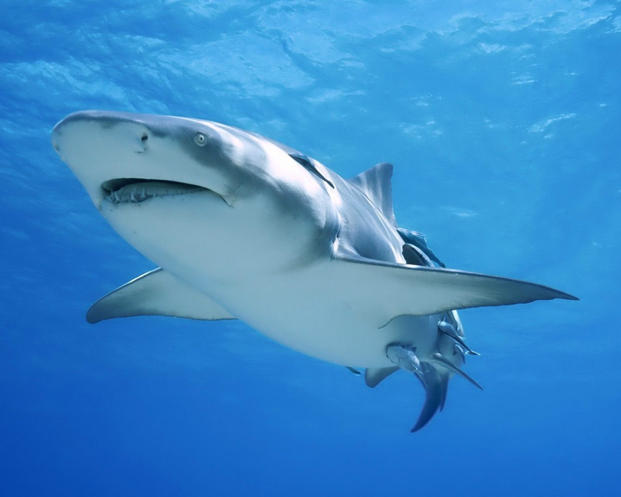 Сильная акула бык