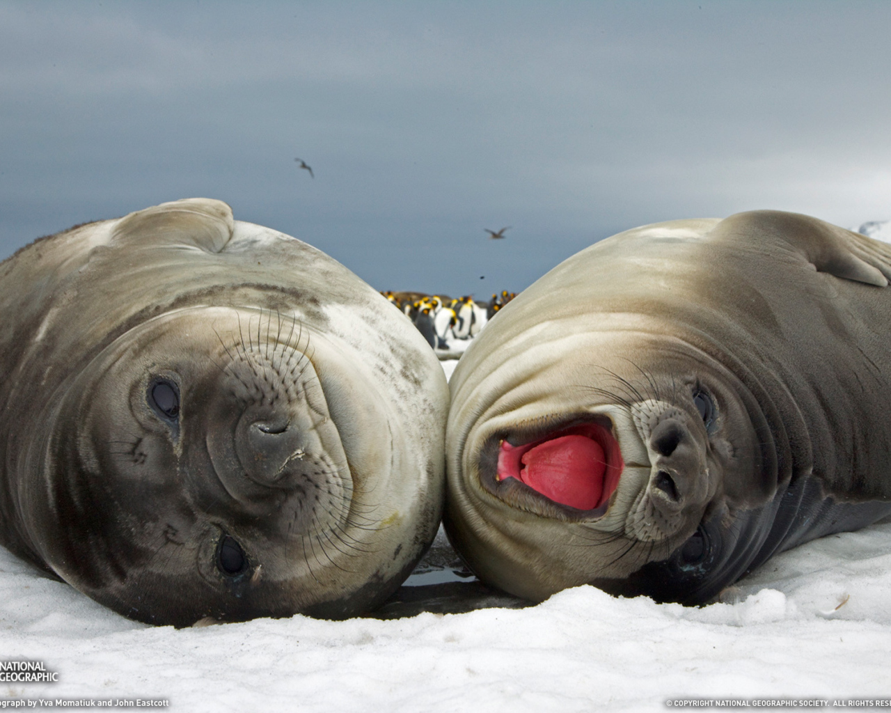 Счастливая парочка моржей