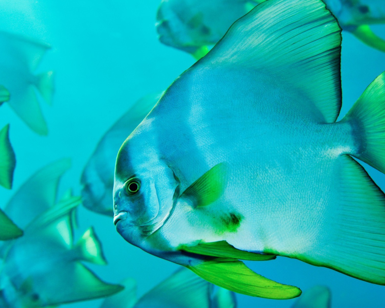 Прозрачная голубая рыба с зелеными плавниками