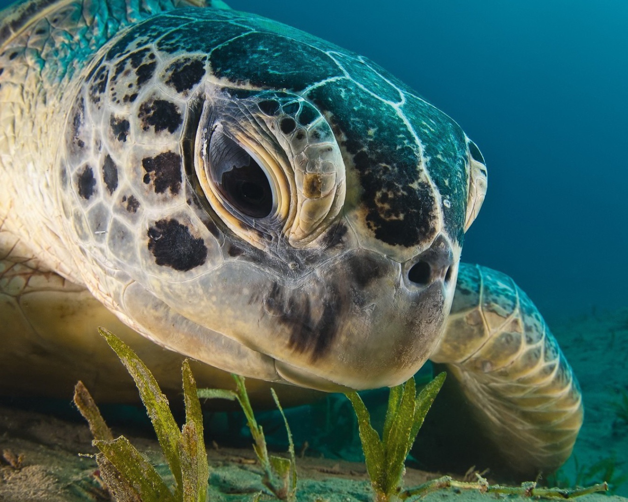 Черепаха кушает водоросли