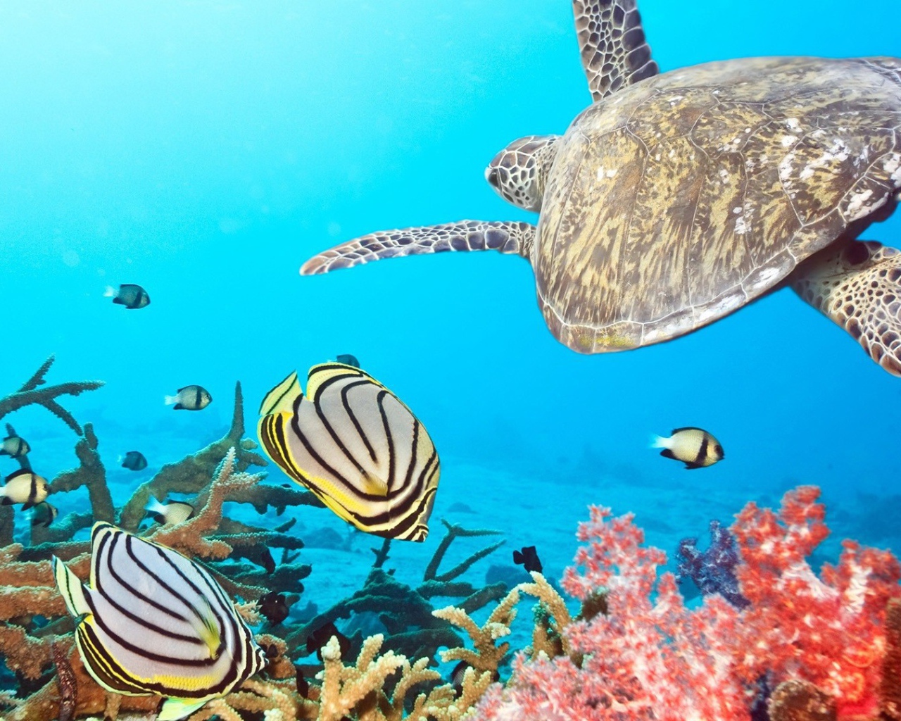 Черепаха в тропиках среди рыб