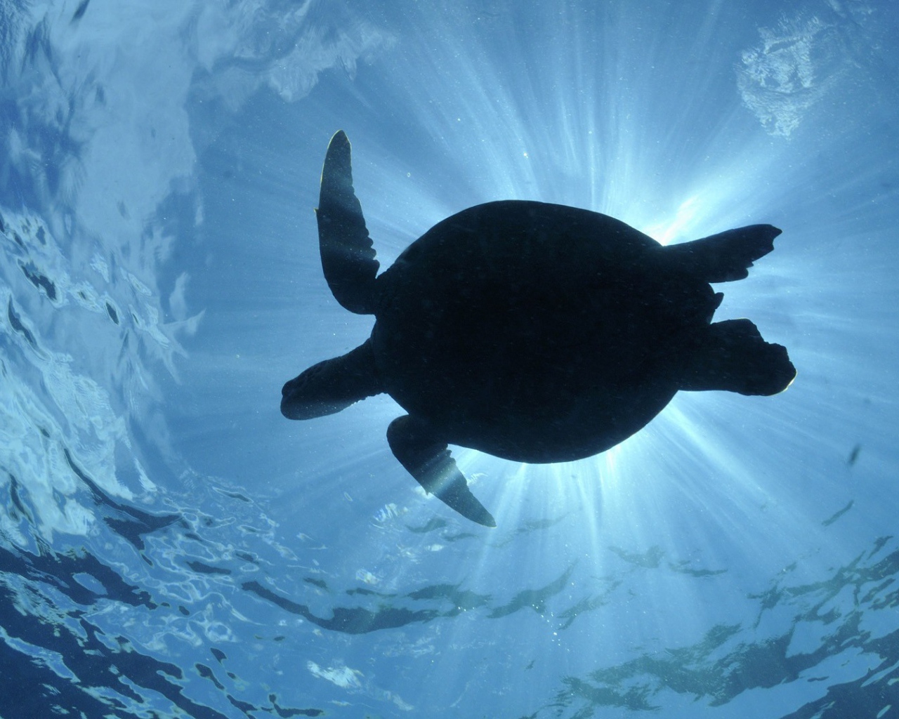 Черепаха в воде в лучах солнца