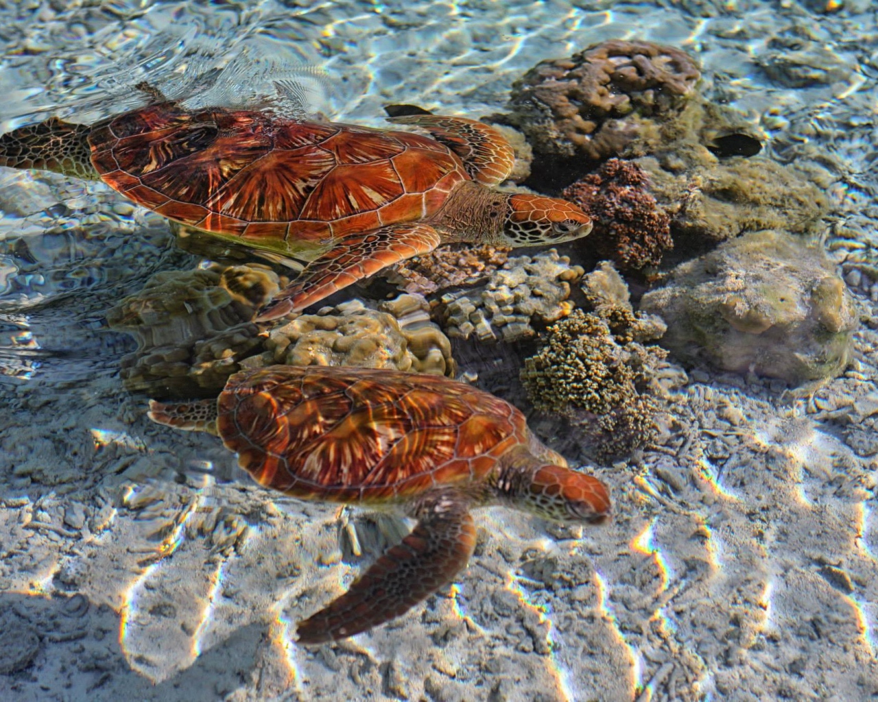 Черепахи в кристально чистой воде