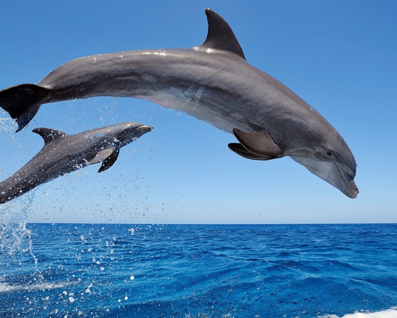 Два дельфина среди моря