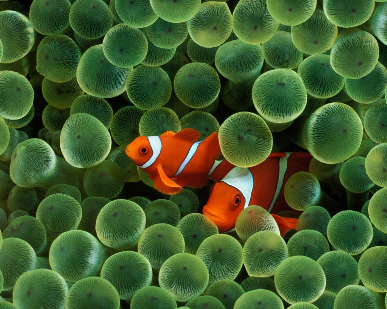 Две рыбки среди икры