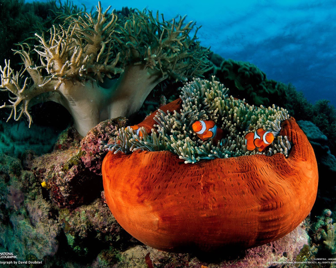 Подводная жизнь на коралловых рифах