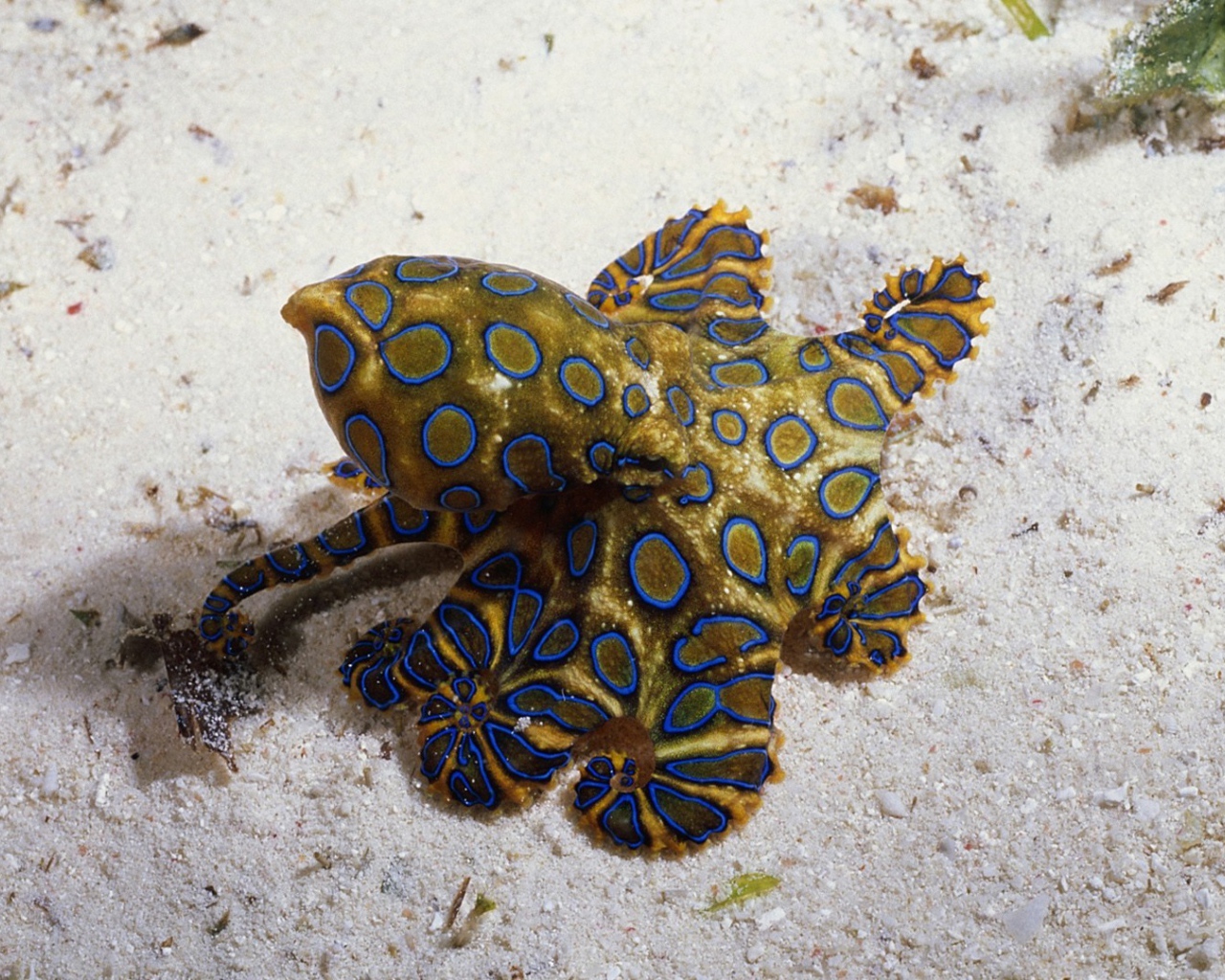 Необычное создание на морском песке