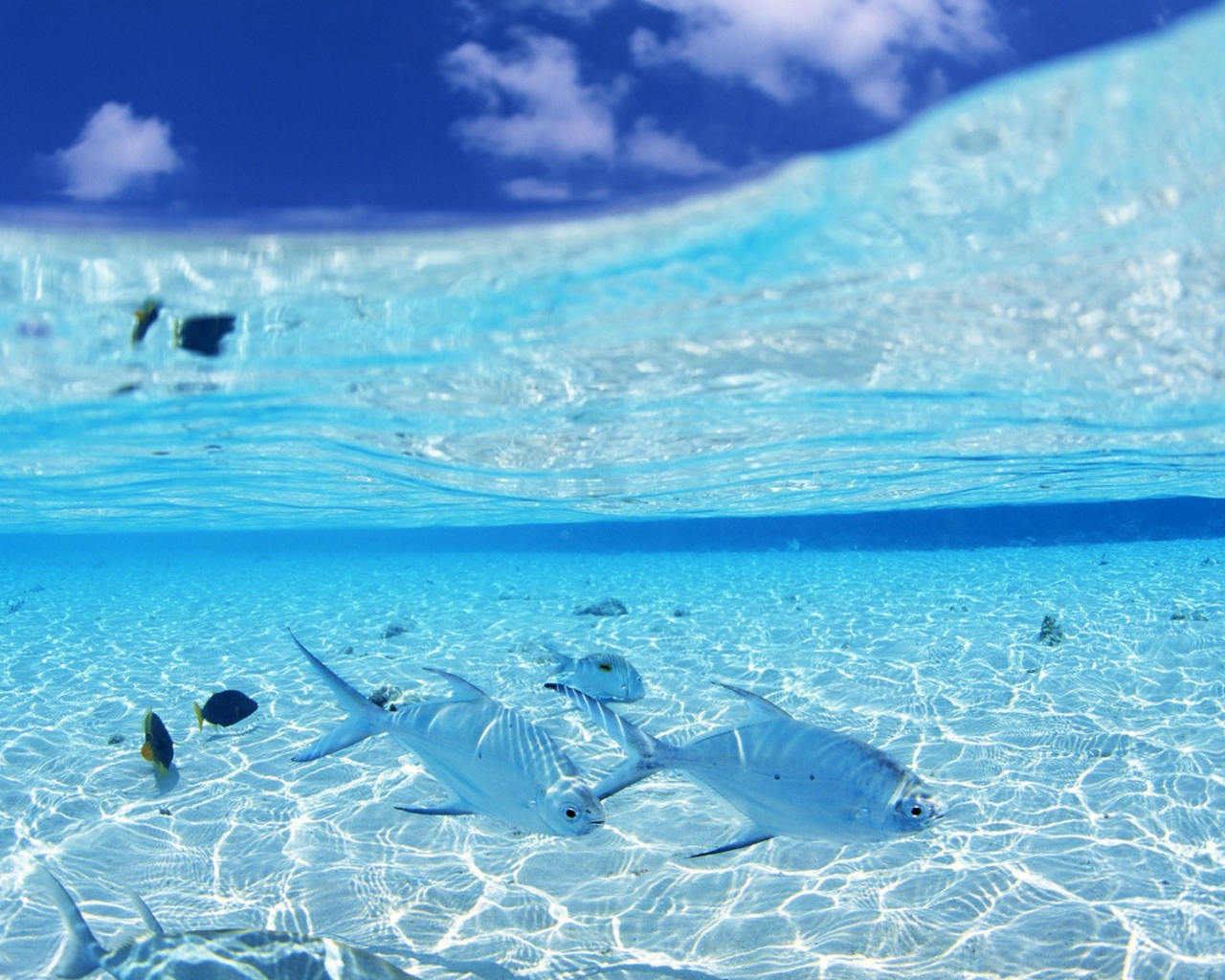 Белые рыбы на мелководье