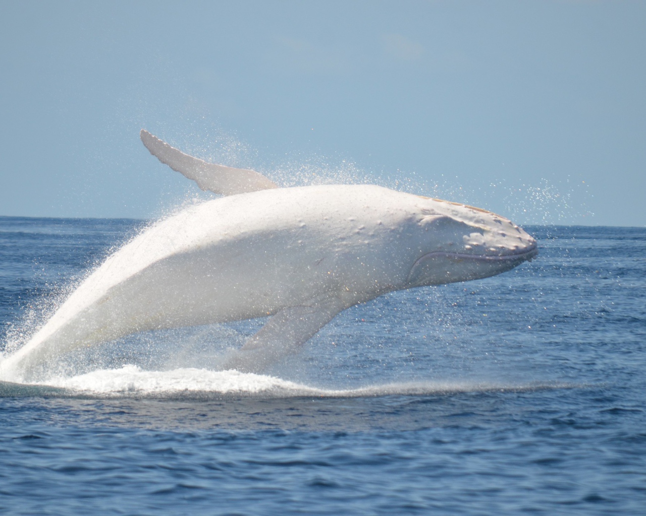 Белый кит в море