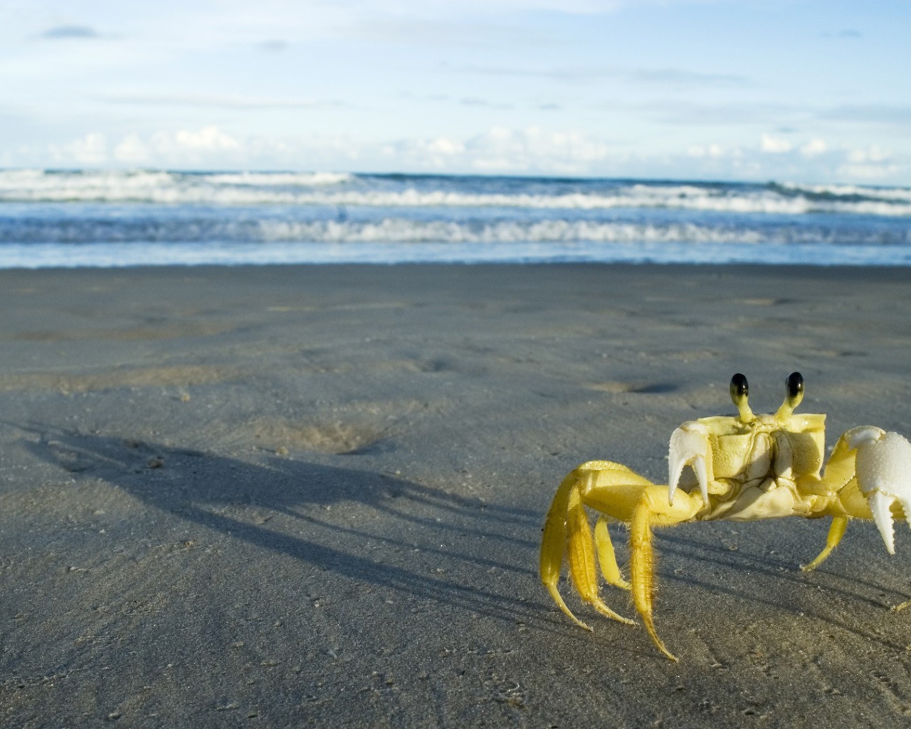 Желтый краб на пляже