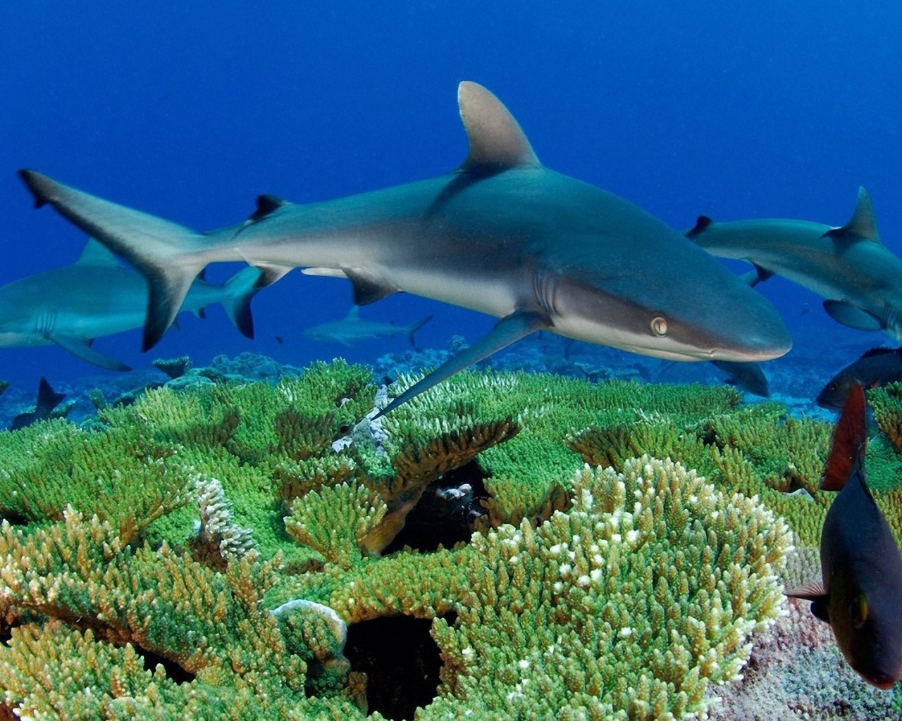 Молодые акулы на коралловом рифе