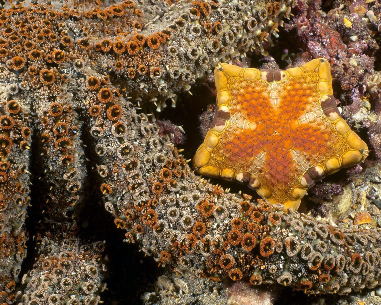 Осьминог и морская звезда