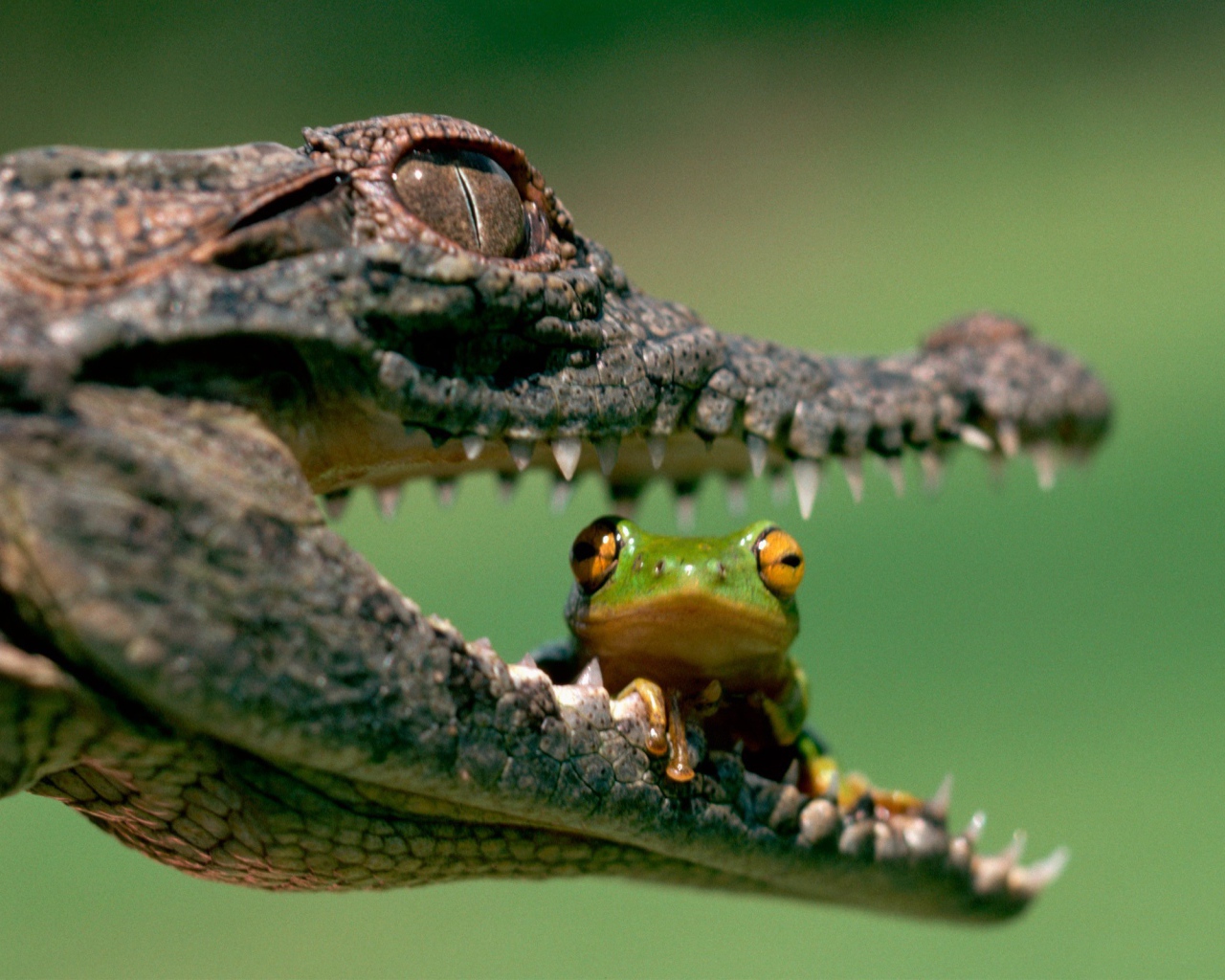 Лягушка сидит в пасти крокодила