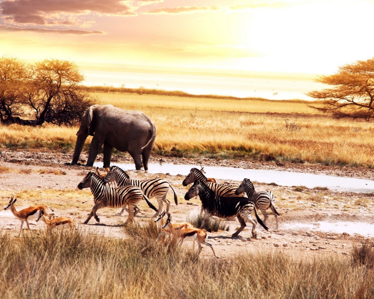 Животные в саванне Африки