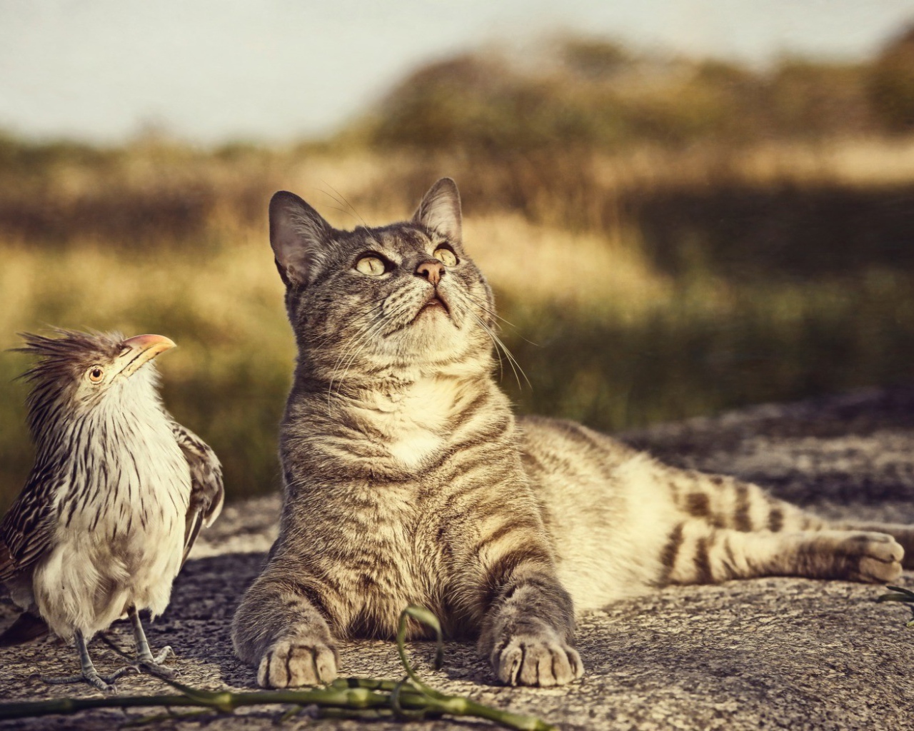 Птица и кот смотрят вверх