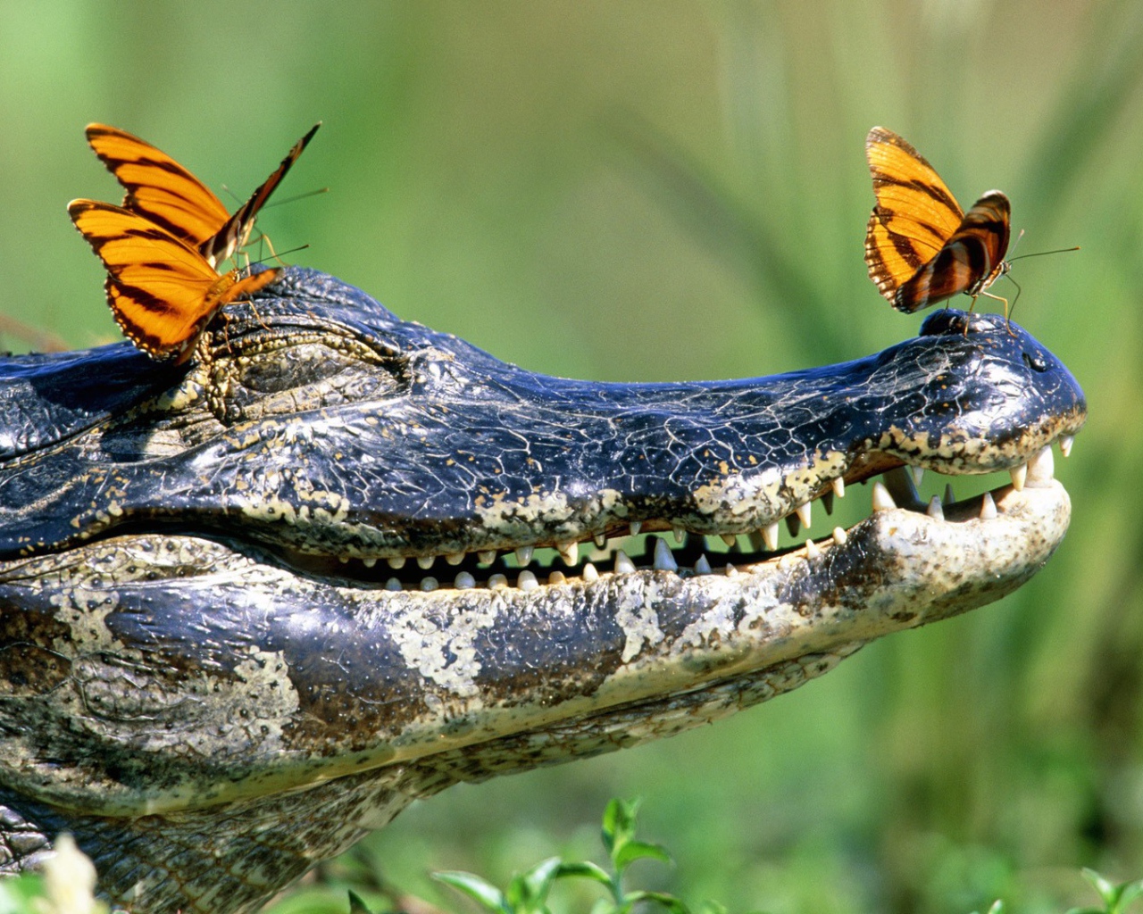 Бабочки на голове крокодила