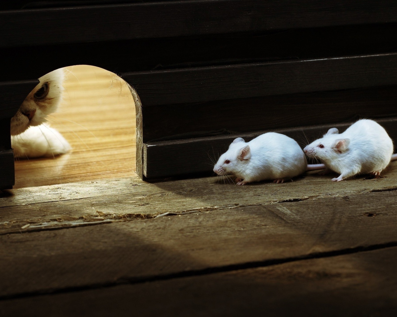 Кот охотится на белых мышей