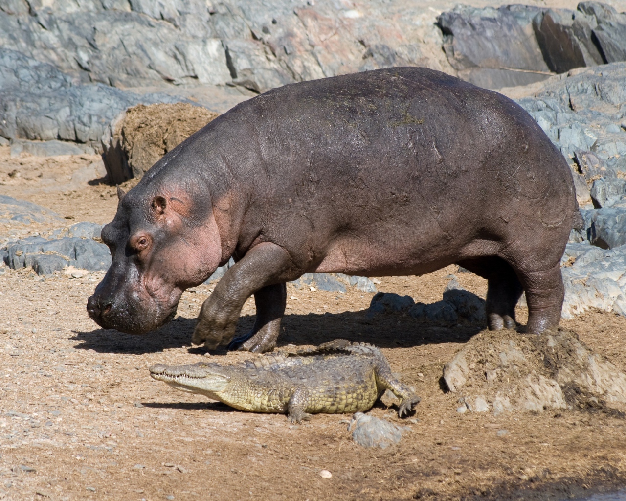 Бегемот и маленький крокодил