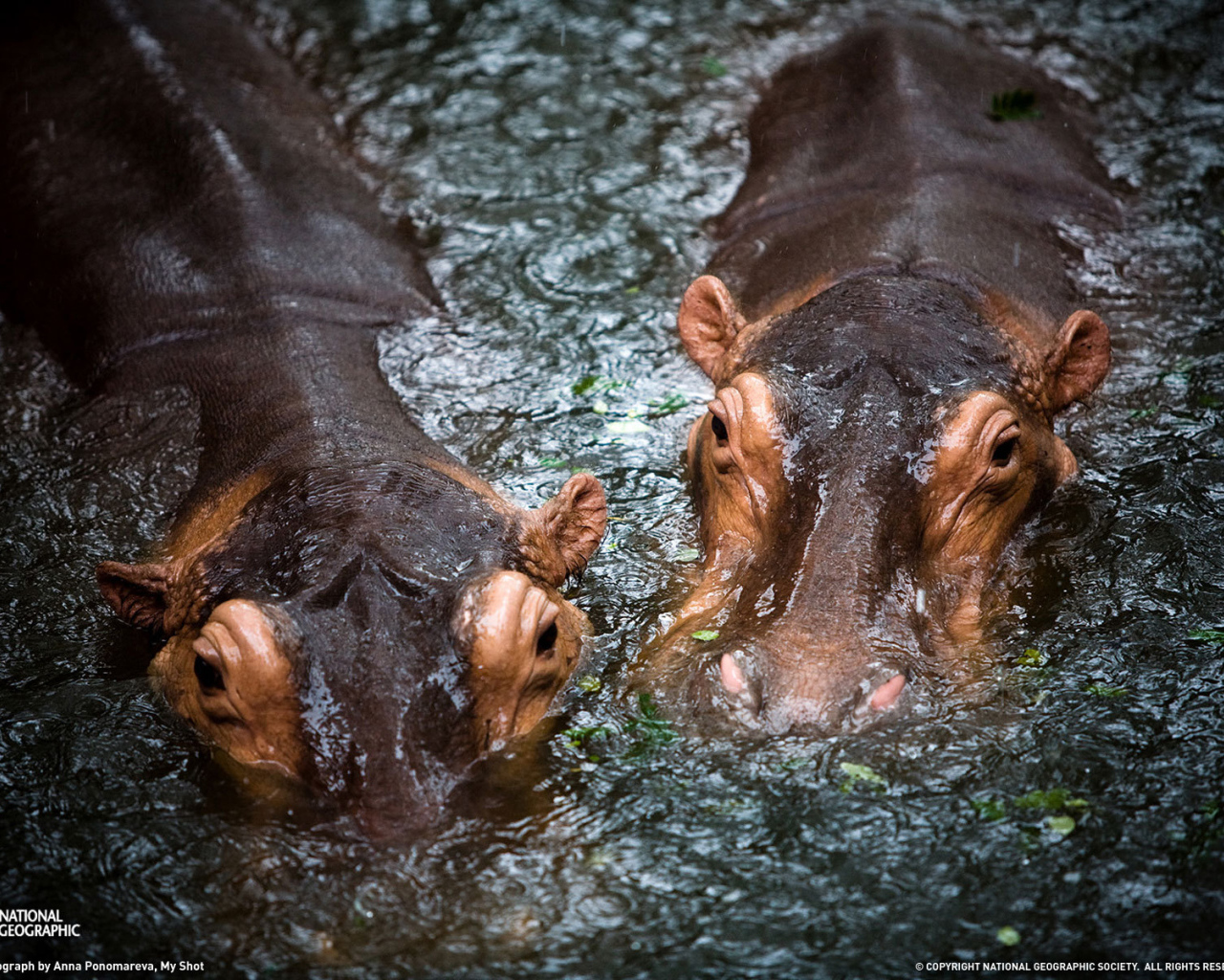 Бегемоты в воде