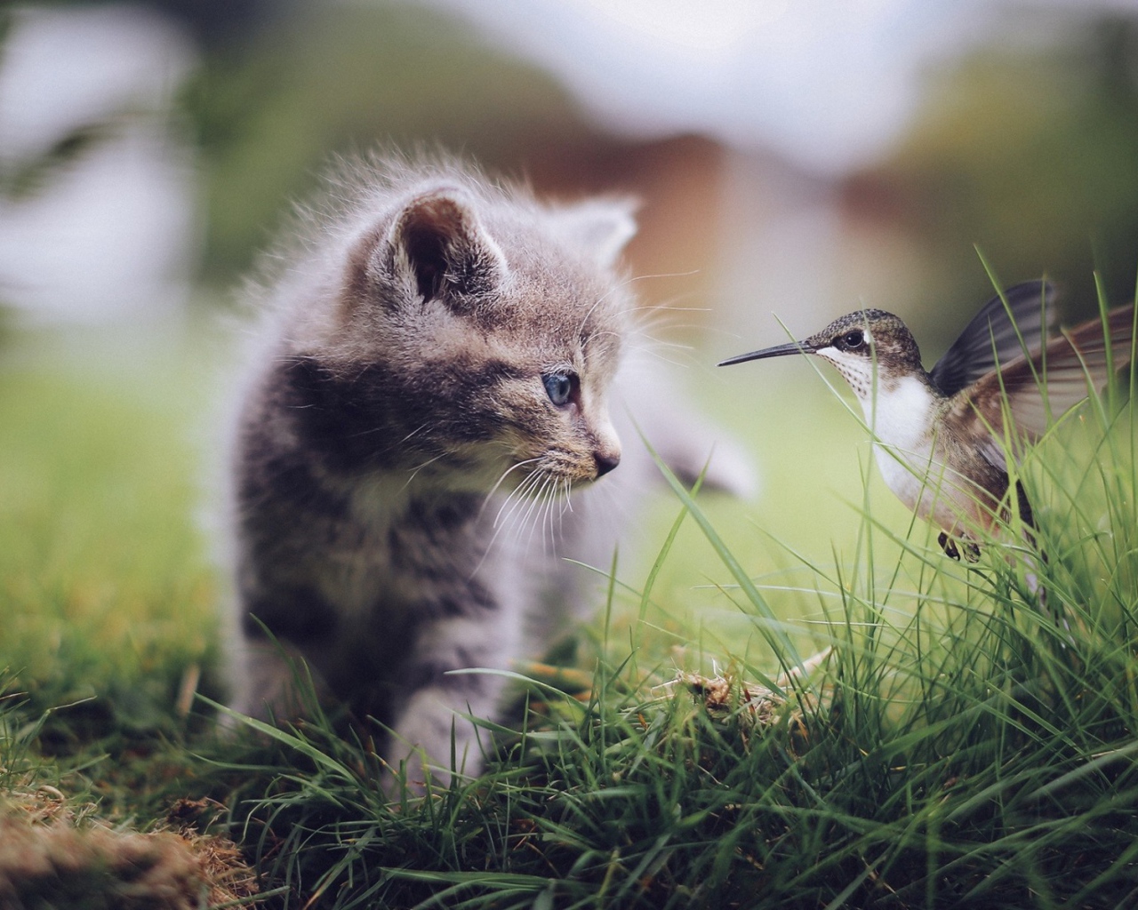Колибри и котенок в траве