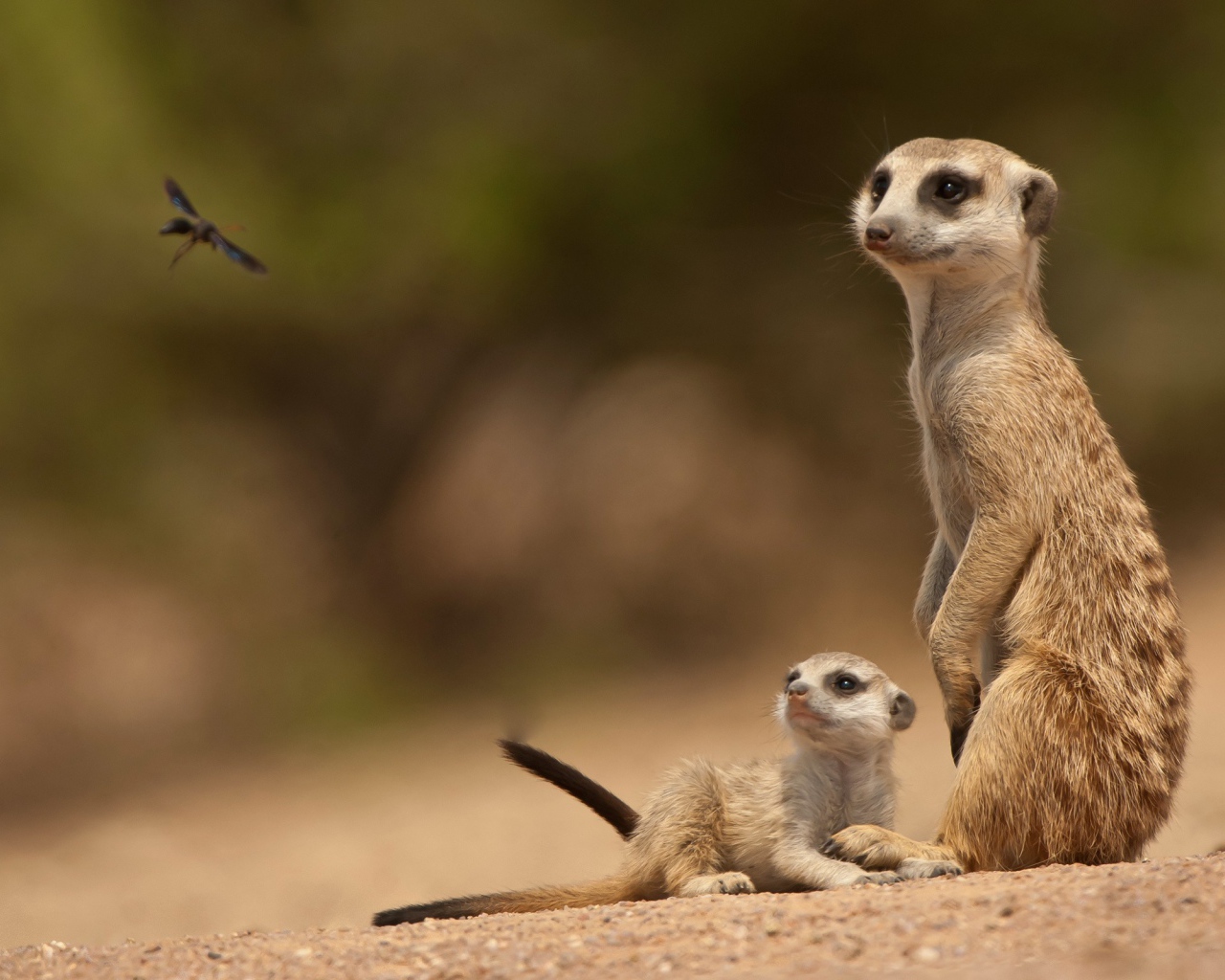 Сурки смотрят на стрекозу