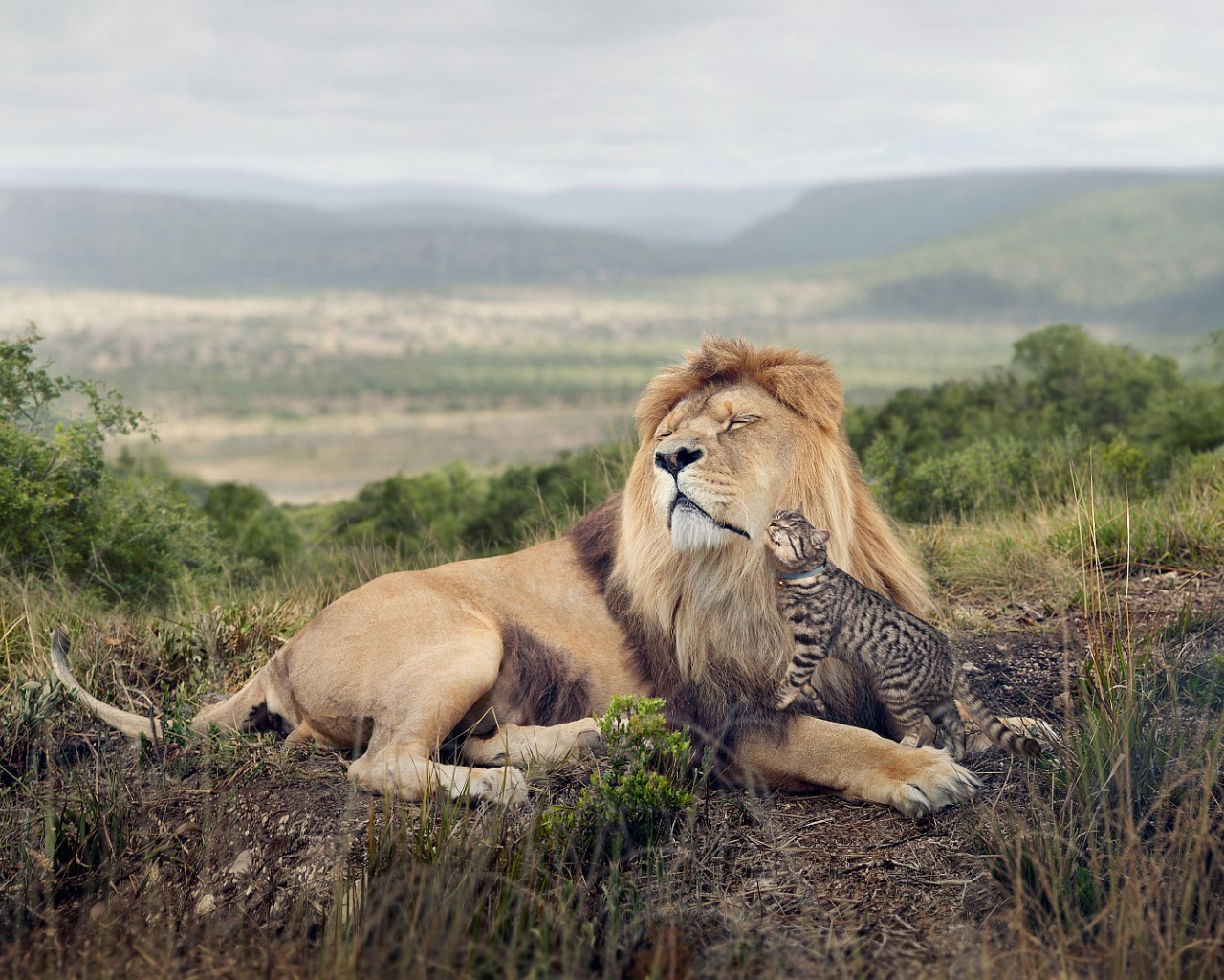 Кот оцелот ласкается ко льву