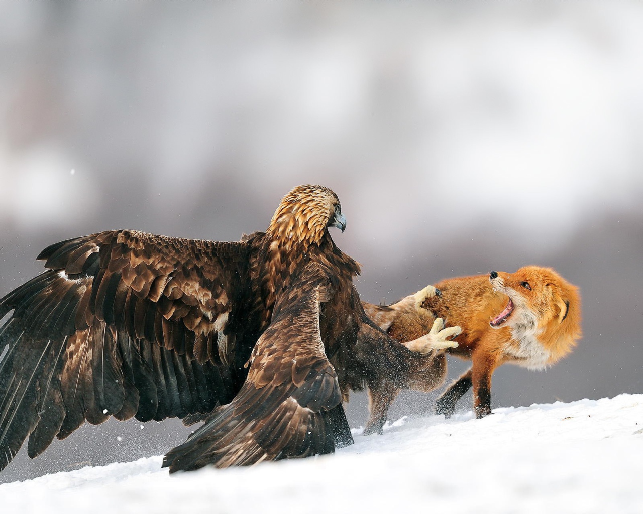 Орел напал на лису