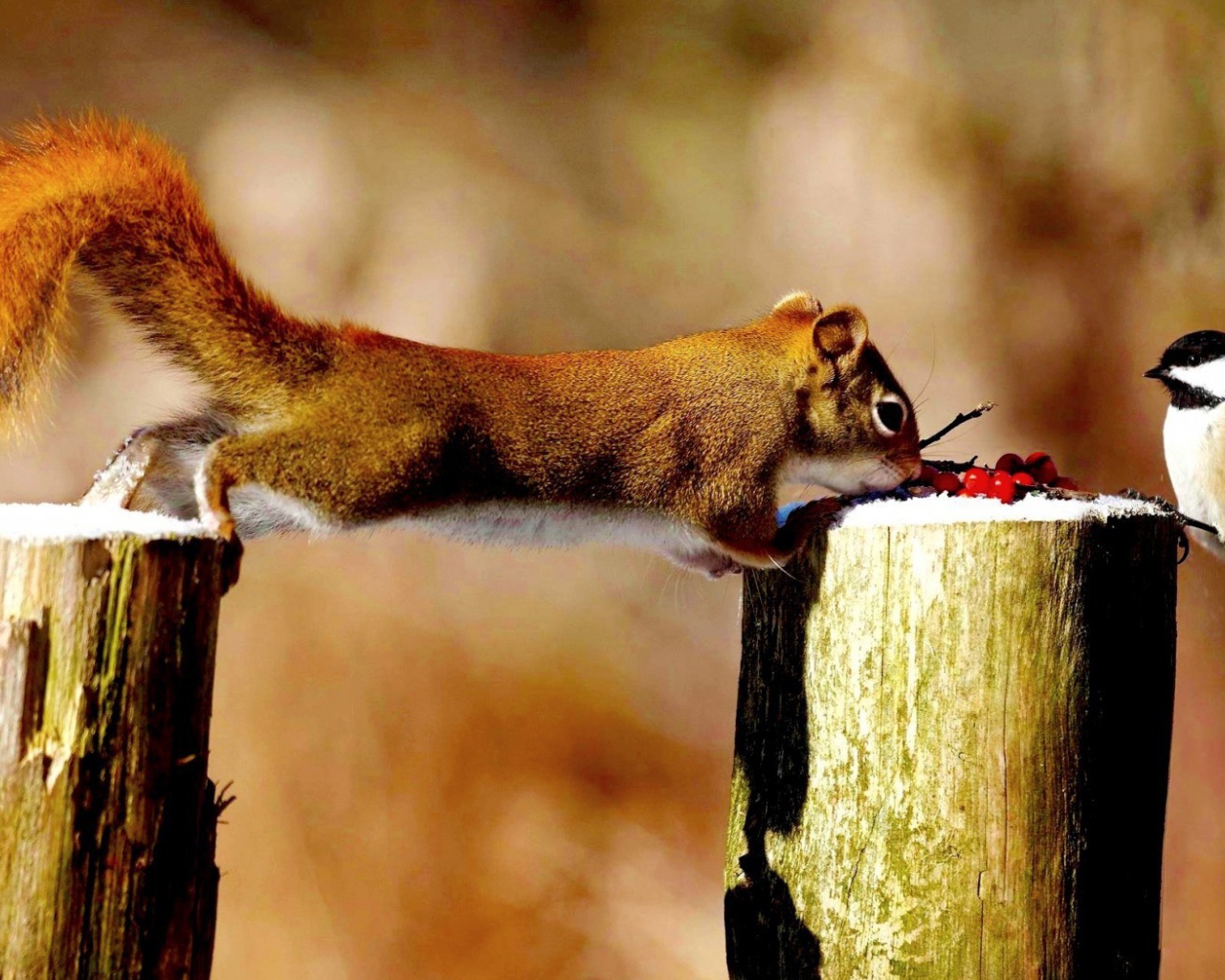 Синица и белка делят ягоды