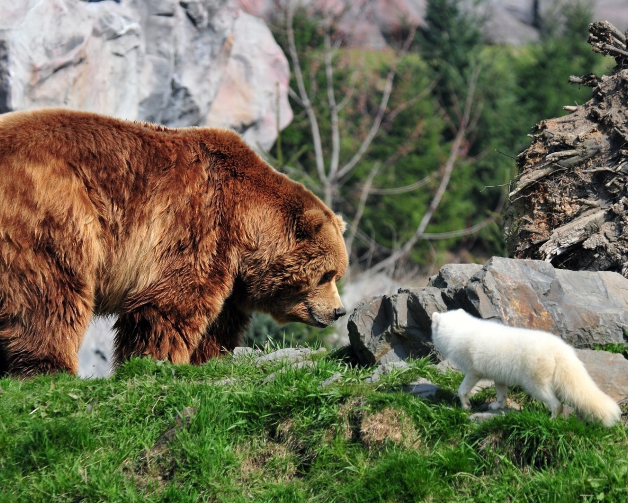Белая лиса и медведь