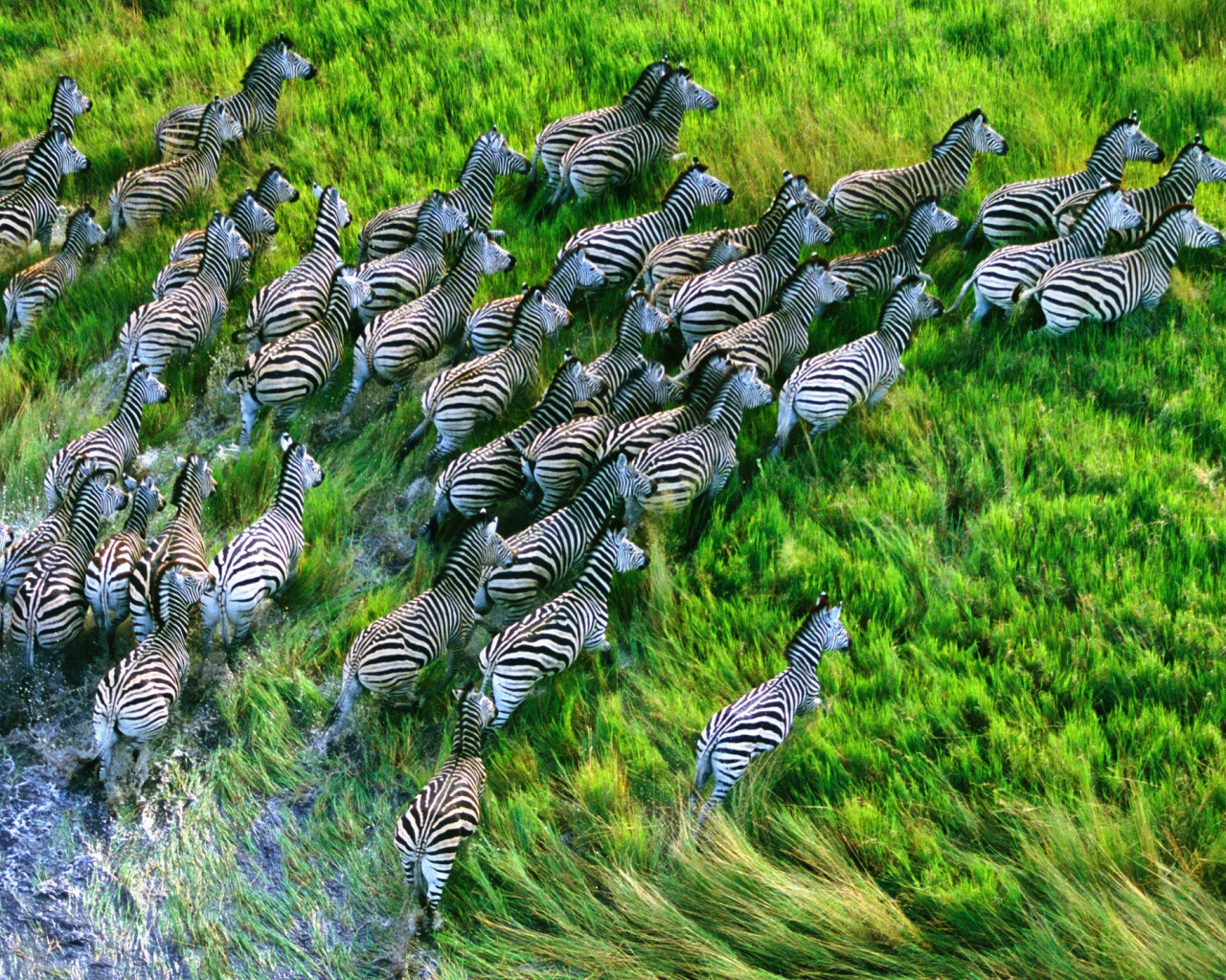 Стадо зебр бежит по траве