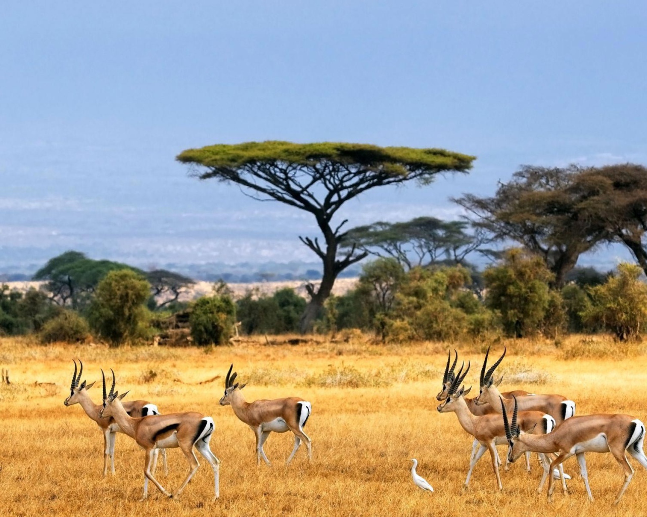 Стадо антилоп на пастбище