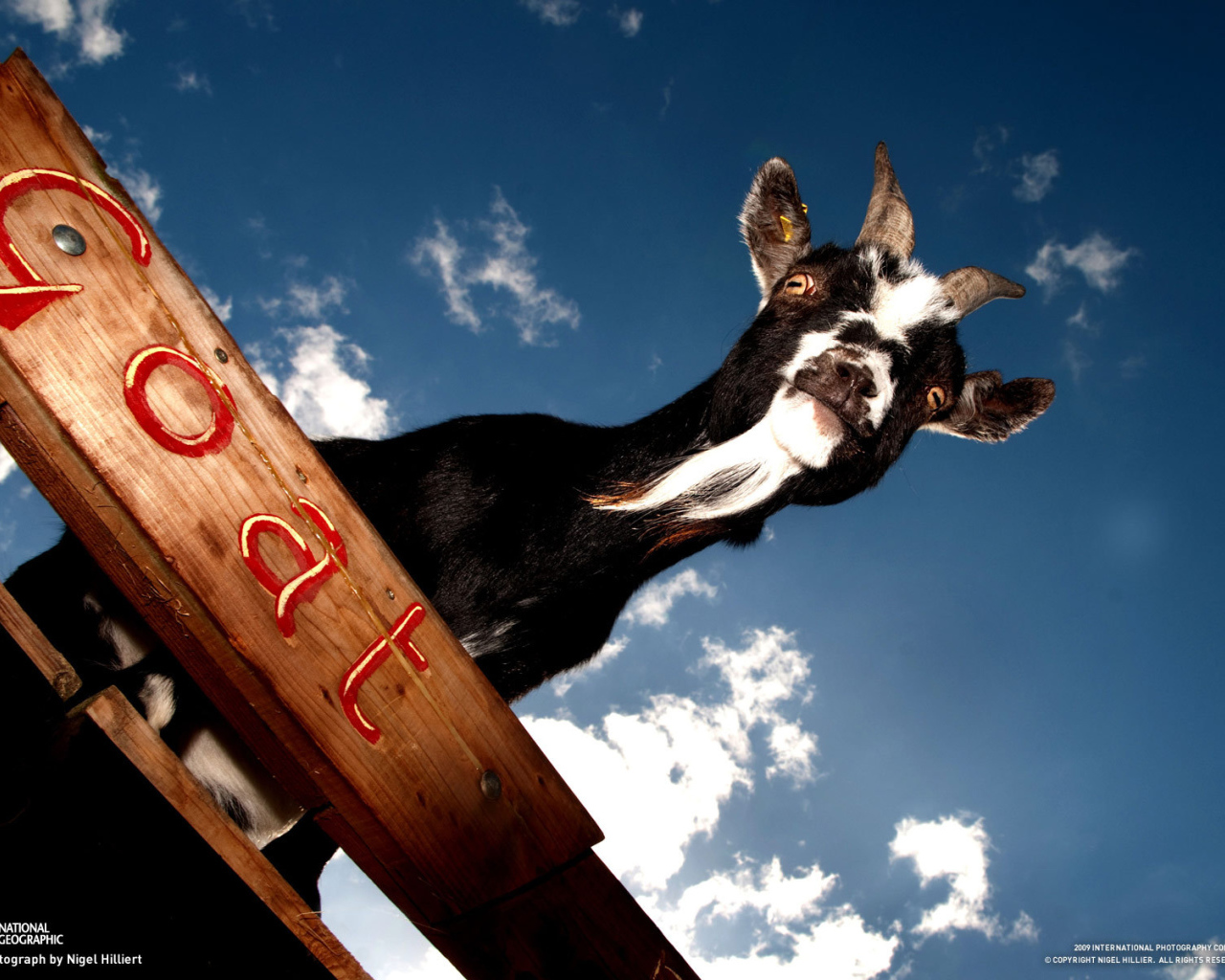 Черный козел