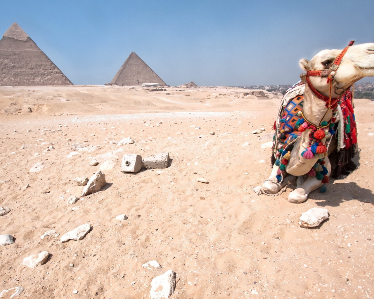 Верблюд отдыхает в Египетской пустыне