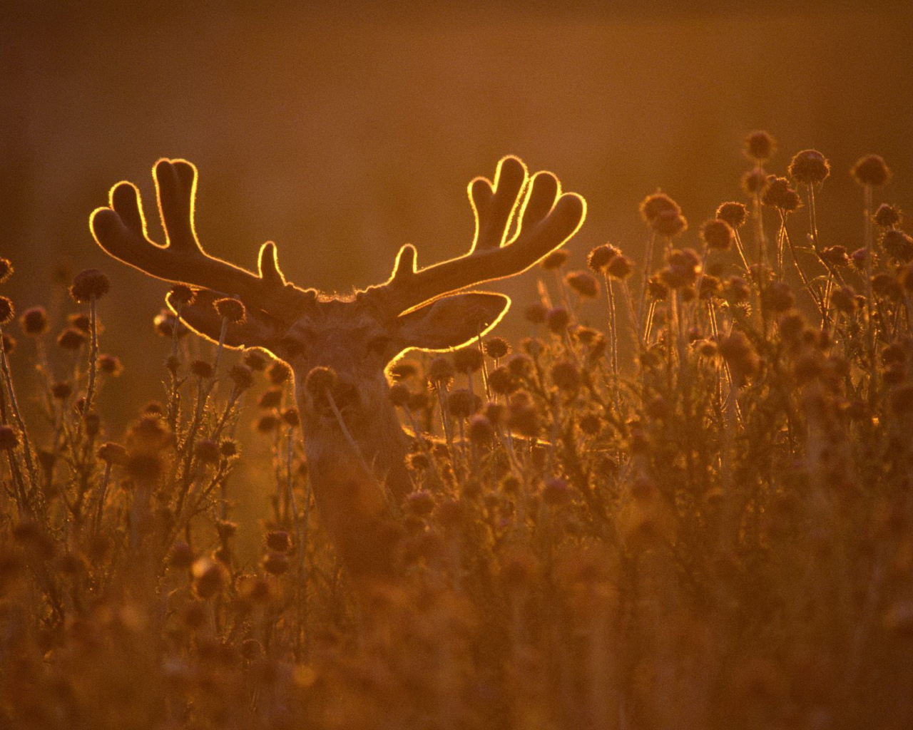 Олень в лучах заката