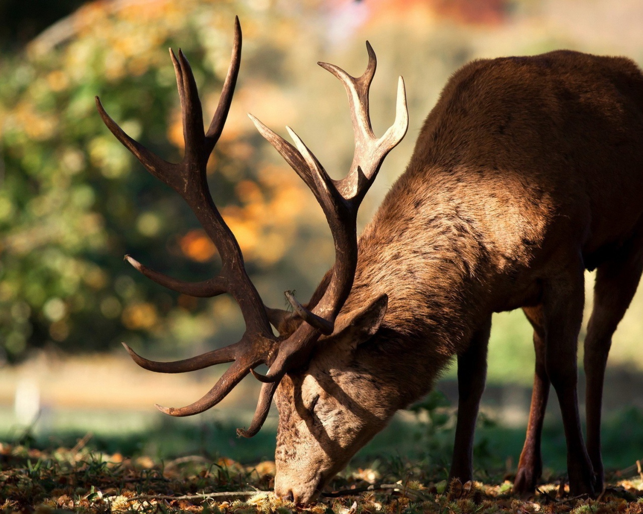 Олень кушает траву