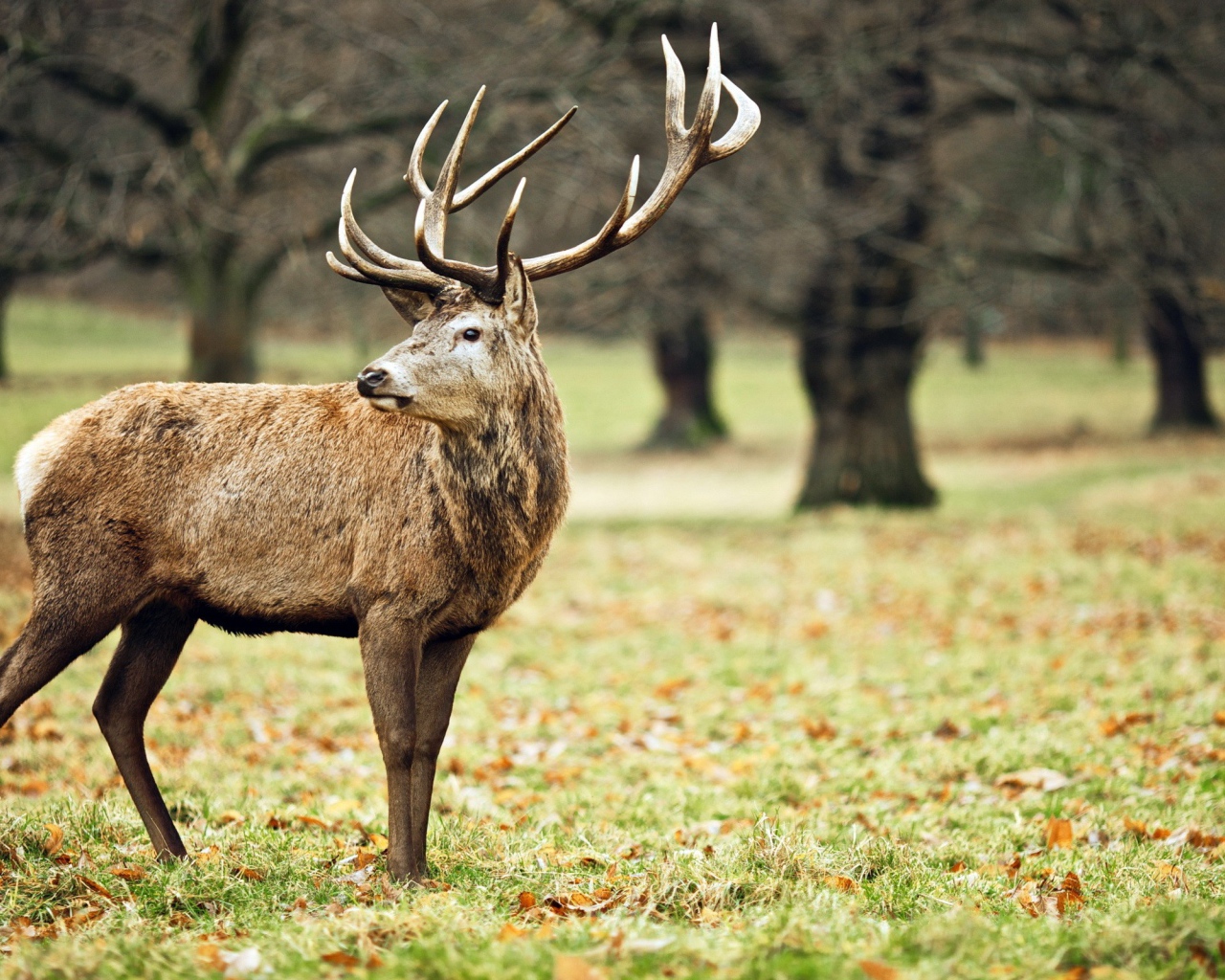 Олень в осеннем лесу