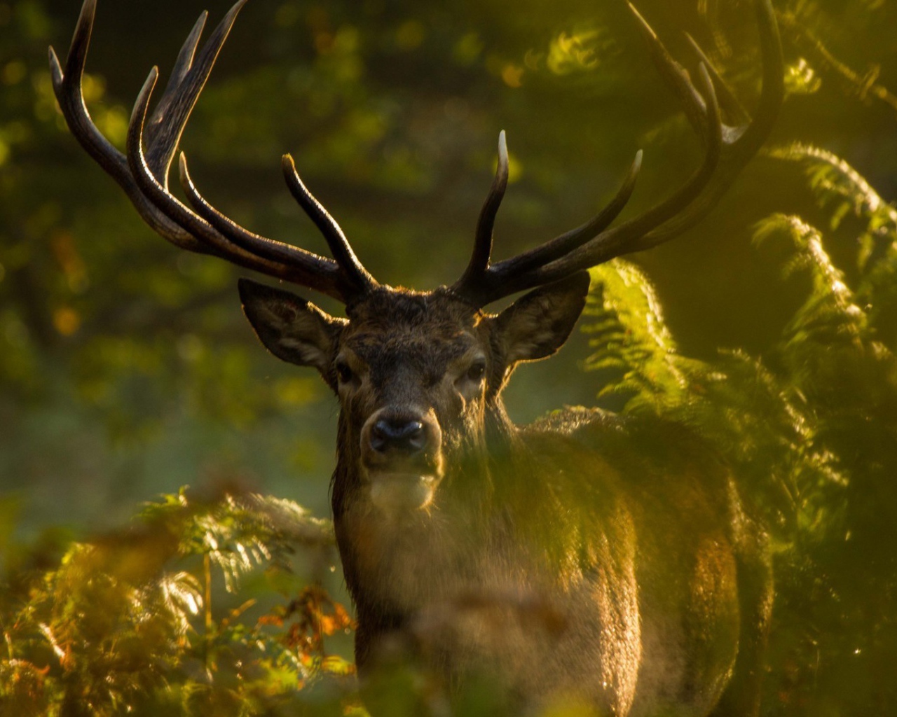 Олень стоит позади зеленых веток